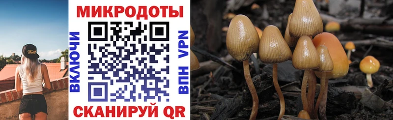 как найти закладки  Афипский  Псилоцибиновые грибы прущие грибы 